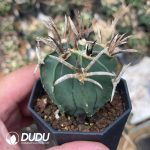 Boutique Astrophytum capricorne crassispinum - Image 2