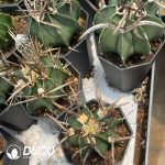 Boutique Astrophytum capricorne crassispinum - Image 3