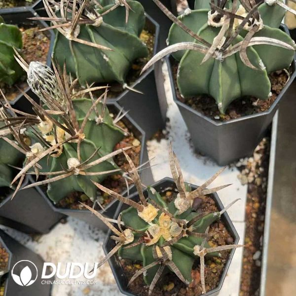 1756130118-1750320244-e203.jpg Boutique Astrophytum capricorne crassispinum - Image 3