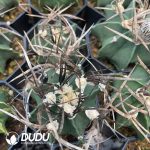 Normal Astrophytum capricorne crassispinum