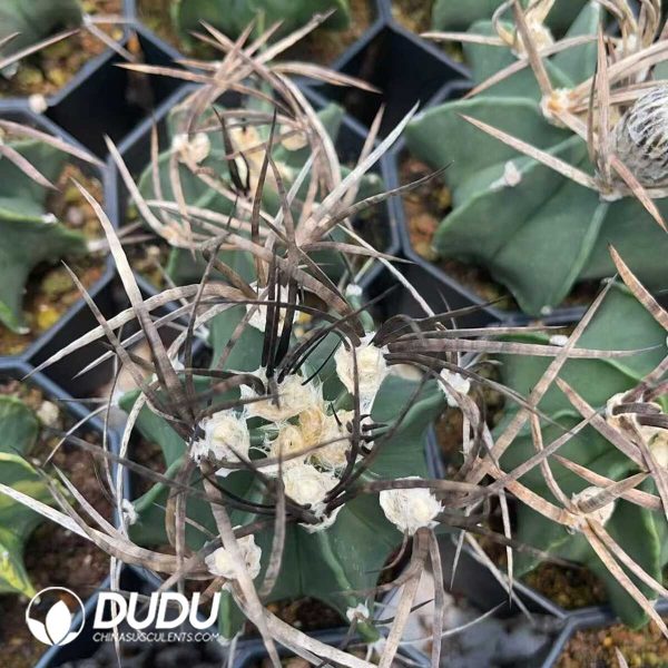 Normal Astrophytum capricorne crassispinum - Image 1