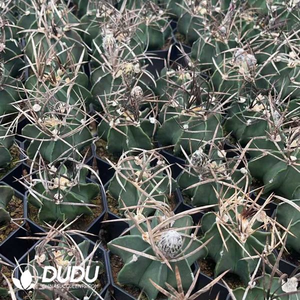 Normal Astrophytum capricorne crassispinum - Image 2