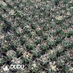 Normal Astrophytum capricorne crassispinum - Image 3