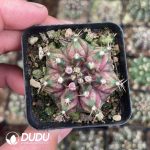 Gymnocalycium friedrichii (Werderm.) H. Till & Amerhauser