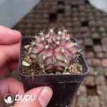 Gymnocalycium friedrichii (Werderm.) H. Till & Amerhauser - Image 2