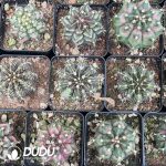 Gymnocalycium friedrichii (Werderm.) H. Till & Amerhauser - Image 3