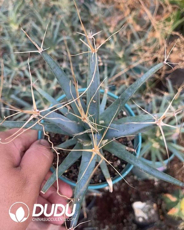 Leuchtenbergia principis - Image 1