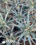 Leuchtenbergia principis - Image 3