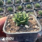 Obregonia denegrii - Image 2