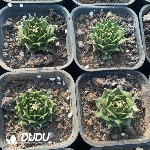 Obregonia denegrii - Image 3