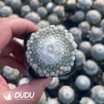 Epithelantha unguispina