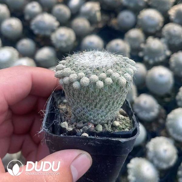 Epithelantha unguispina - Image 2