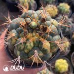 (Seed Grown)Gymnocalycium saglionis variegated