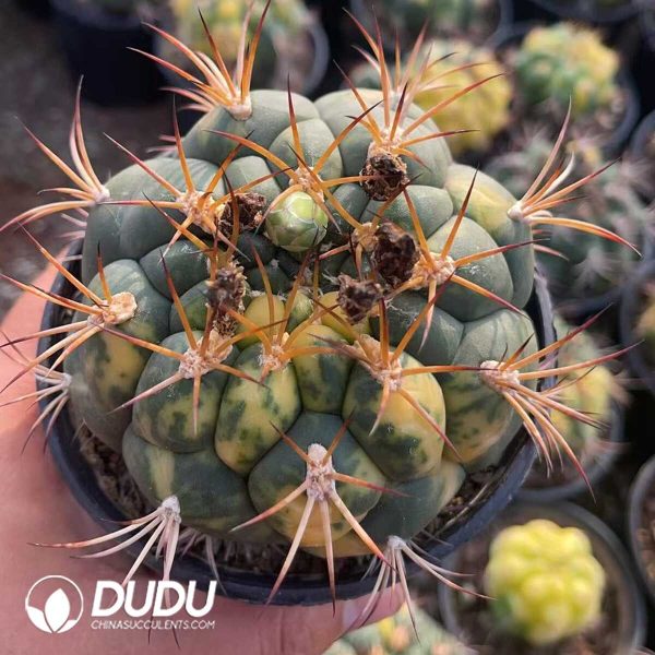 1756130145-1750321131-e201.jpg (Seed Grown)Gymnocalycium saglionis variegated - Image 1