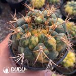 (Seed Grown)Gymnocalycium saglionis variegated - Image 2