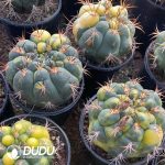 (Seed Grown)Gymnocalycium saglionis variegated - Image 3