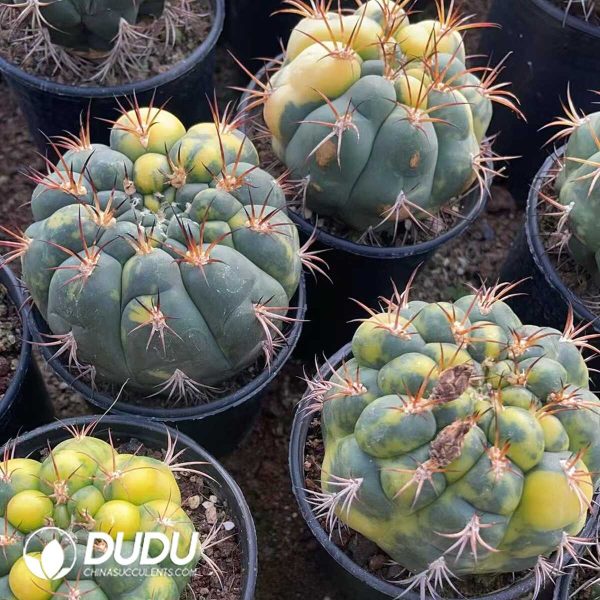 (Seed Grown)Gymnocalycium saglionis variegated - Image 3