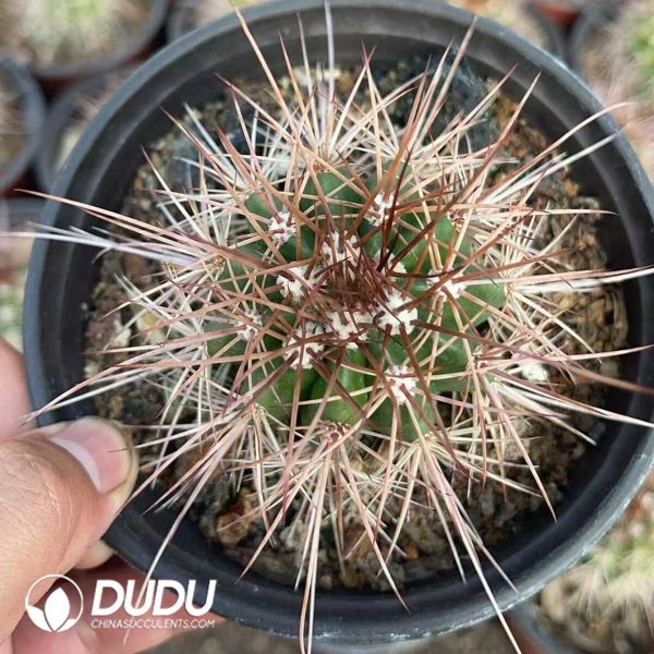 1756130149-1750321141-e201.jpg Melocactus macrocanthos Var.sinilis - Image 1