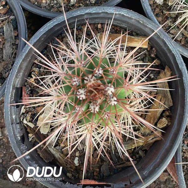 1756130151-1750321144-e202.jpg Melocactus macrocanthos Var.sinilis - Image 2