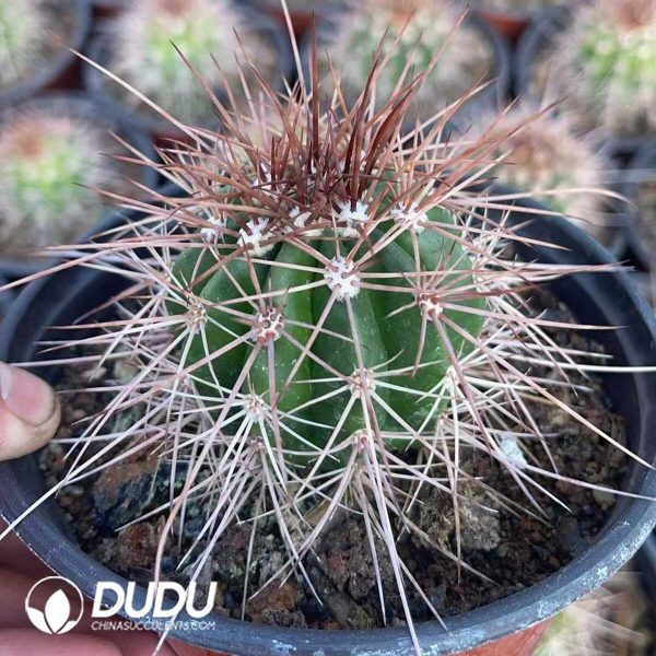 1756130152-1750321147-e203.jpg Melocactus macrocanthos Var.sinilis - Image 3