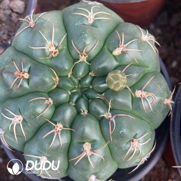 Gymnocalycium denudarum var.paraguayensis - Image 1