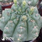 Gymnocalycium denudarum var.paraguayensis - Image 2