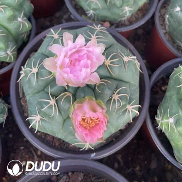 Gymnocalycium denudarum var.paraguayensis - Image 3