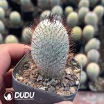 Mammillaria perezdelarosae