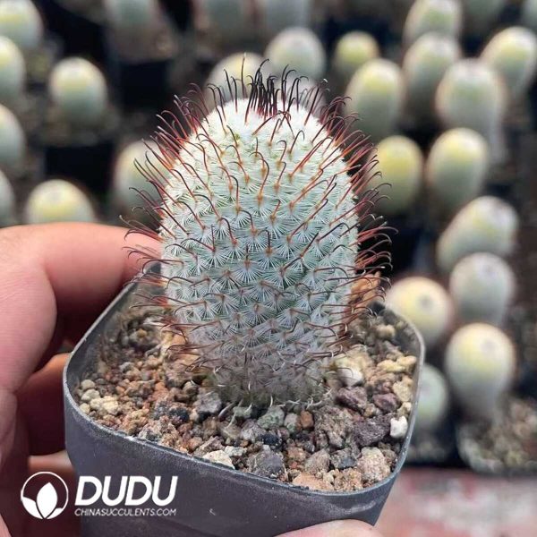 1756130158-1750321163-e201.jpg Mammillaria perezdelarosae - Image 1