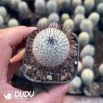 Mammillaria perezdelarosae - Image 2