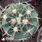 Echinocactus texensis Ooayanami