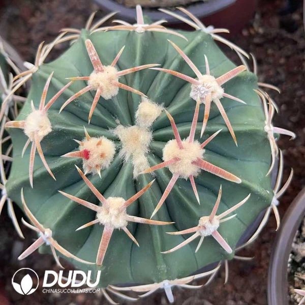 1756130167-1750321189-e201.jpg Echinocactus texensis Ooayanami - Image 1