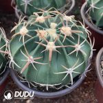 Echinocactus texensis Ooayanami - Image 2