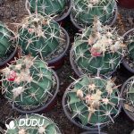 Echinocactus texensis Ooayanami - Image 3