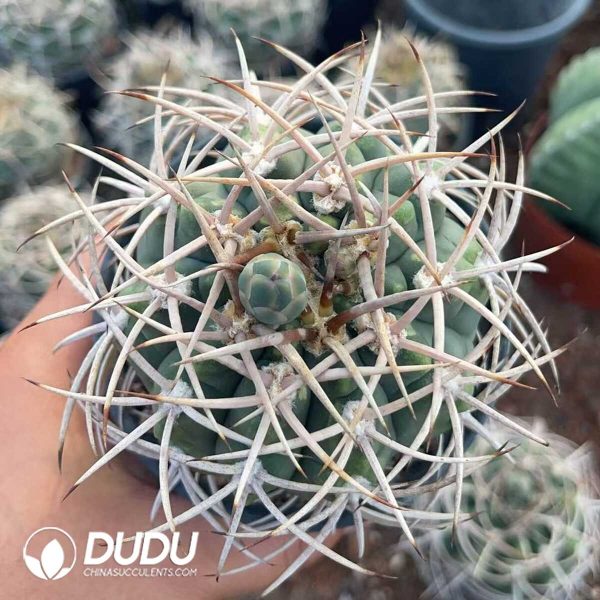 Gymnocalycium armatum - Image 1