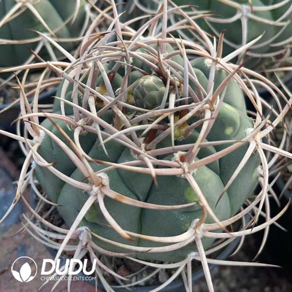 Gymnocalycium armatum - Image 2