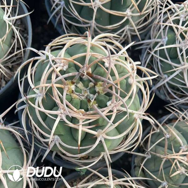 Gymnocalycium armatum - Image 3