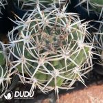 Gymnocalycium hybopleurum