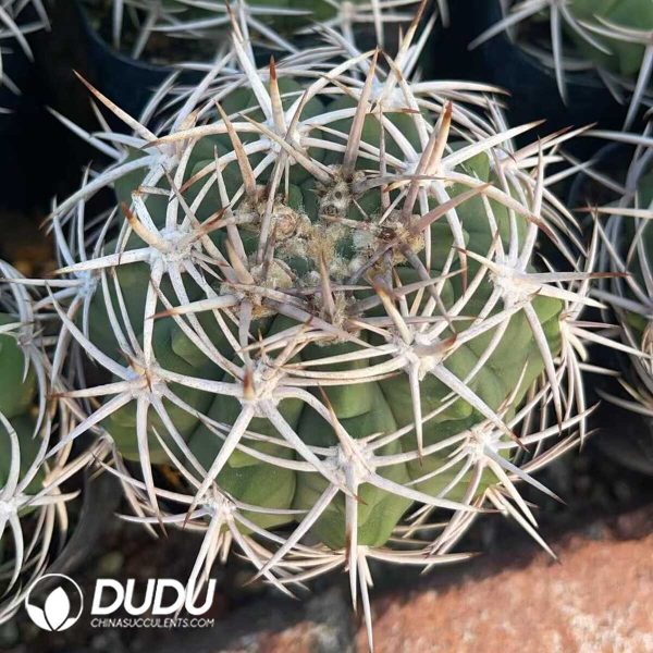 Gymnocalycium hybopleurum - Image 1