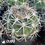 Gymnocalycium hybopleurum - Image 2