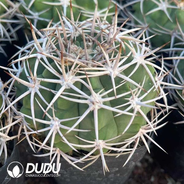 Gymnocalycium hybopleurum - Image 2