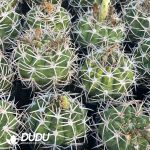 Gymnocalycium hybopleurum - Image 3