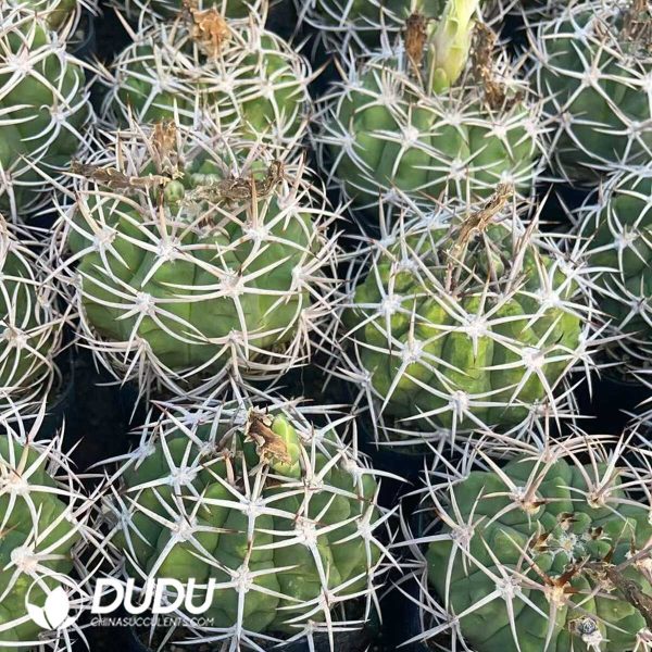 Gymnocalycium hybopleurum - Image 3