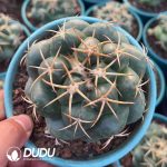 Coryphantha elephantidens