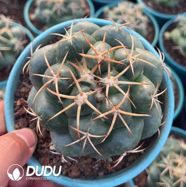 Coryphantha elephantidens - Image 1