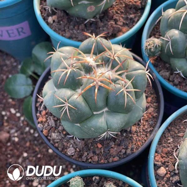 Coryphantha elephantidens - Image 3