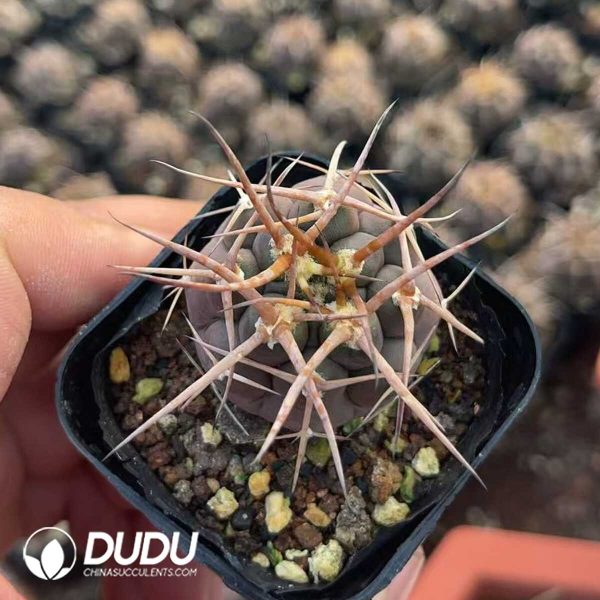 1756130190-1750321252-e201.jpg Gymnocalycium mazanense - Image 1