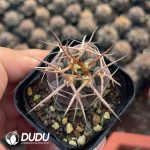 Gymnocalycium mazanense