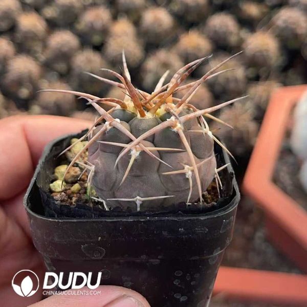 Gymnocalycium mazanense - Image 2