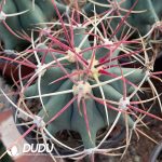 Gymnocalycium Jiang Shou Yu